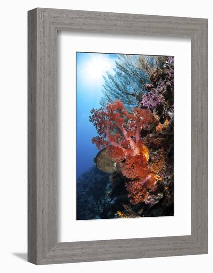 Soft Corals and Other Invertebrates Grow on a Reef in Indonesia-Stocktrek Images-Framed Photographic Print