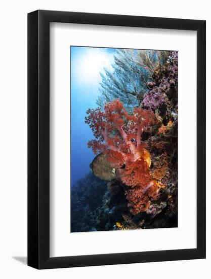 Soft Corals and Other Invertebrates Grow on a Reef in Indonesia-Stocktrek Images-Framed Photographic Print