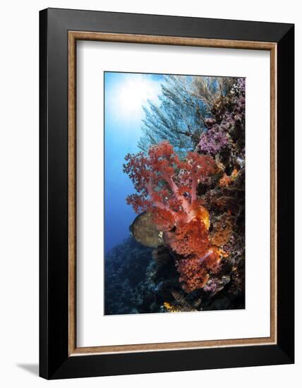 Soft Corals and Other Invertebrates Grow on a Reef in Indonesia-Stocktrek Images-Framed Photographic Print