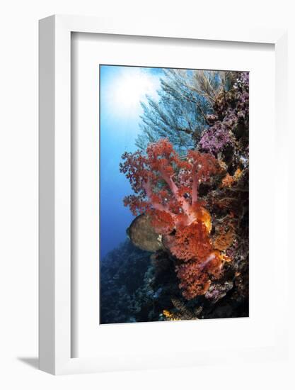 Soft Corals and Other Invertebrates Grow on a Reef in Indonesia-Stocktrek Images-Framed Photographic Print