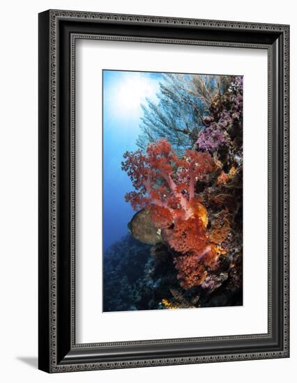 Soft Corals and Other Invertebrates Grow on a Reef in Indonesia-Stocktrek Images-Framed Photographic Print