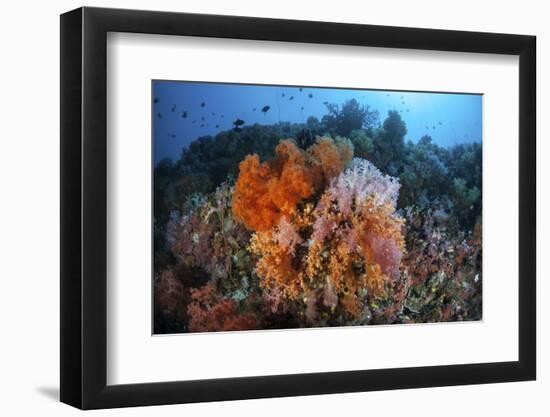 Soft Corals and Other Invertebrates Grow on a Reef in Indonesia-Stocktrek Images-Framed Photographic Print