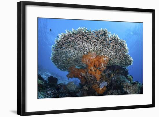 Soft Corals Grow Beneath a Large Table Coral in Indonesia-Stocktrek Images-Framed Photographic Print