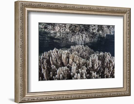 Soft Corals Grow in Shallow Water in Raja Ampat, Indonesia-Stocktrek Images-Framed Photographic Print