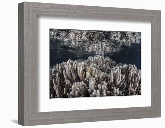 Soft Corals Grow in Shallow Water in Raja Ampat, Indonesia-Stocktrek Images-Framed Photographic Print