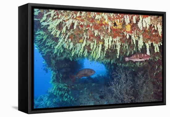 Soft Corals in Overhang, Maldives-Reinhard Dirscherl-Framed Premier Image Canvas