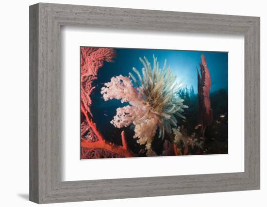 Soft Corals on Reef-Reinhard Dirscherl-Framed Photographic Print