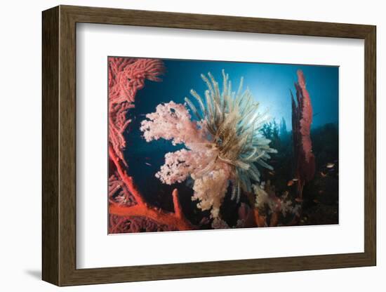 Soft Corals on Reef-Reinhard Dirscherl-Framed Photographic Print