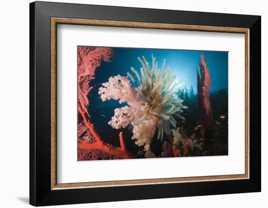 Soft Corals on Reef-Reinhard Dirscherl-Framed Photographic Print