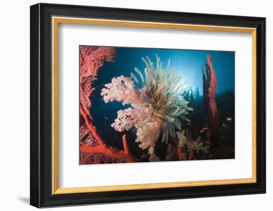 Soft Corals on Reef-Reinhard Dirscherl-Framed Photographic Print