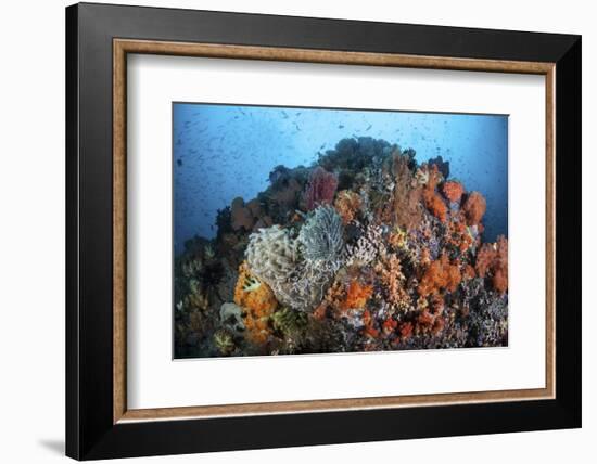 Soft Corals, Sponges, and Other Invertebrates on a Reef in Indonesia-Stocktrek Images-Framed Photographic Print