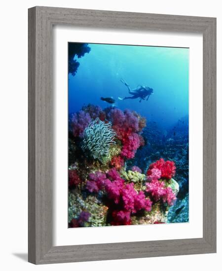 Soft Corals-Peter Scoones-Framed Photographic Print