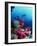 Soft Corals-Peter Scoones-Framed Photographic Print