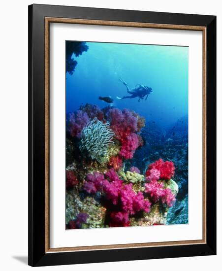 Soft Corals-Peter Scoones-Framed Photographic Print