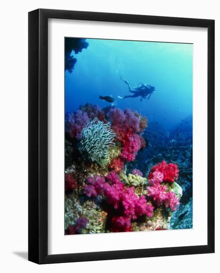 Soft Corals-Peter Scoones-Framed Photographic Print