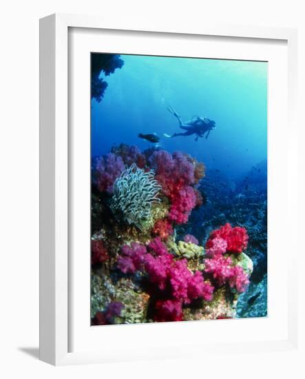 Soft Corals-Peter Scoones-Framed Photographic Print