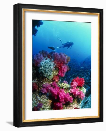 Soft Corals-Peter Scoones-Framed Photographic Print