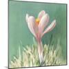 Soft Crocus-Danhui Nai-Mounted Art Print