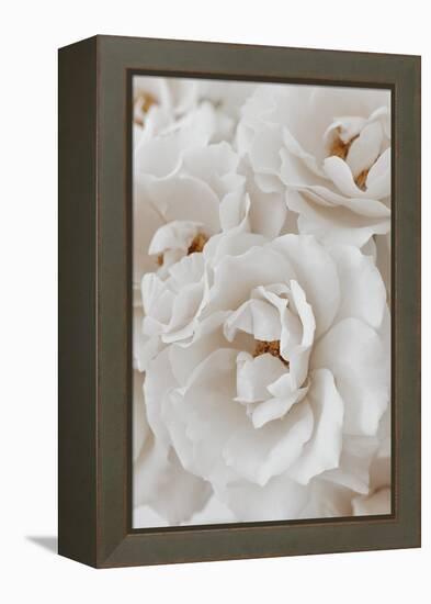 Soft Flourish - Array-Irene Suchocki-Framed Stretched Canvas