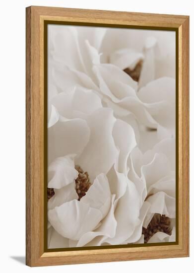 Soft Flourish - Collect-Irene Suchocki-Framed Stretched Canvas