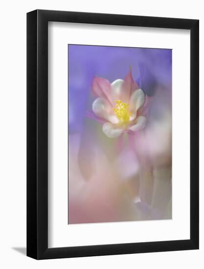 Soft focus Columbine flower, Salem, Oregon-Adam Jones-Framed Photographic Print