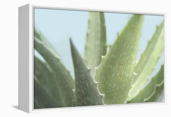 Soft Focus Succulent 1-Julie Greenwood-Framed Stretched Canvas