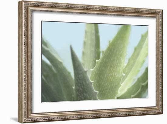 Soft Focus Succulent 1-Julie Greenwood-Framed Art Print