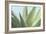 Soft Focus Succulent 1-Julie Greenwood-Framed Art Print