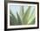 Soft Focus Succulent 1-Julie Greenwood-Framed Art Print