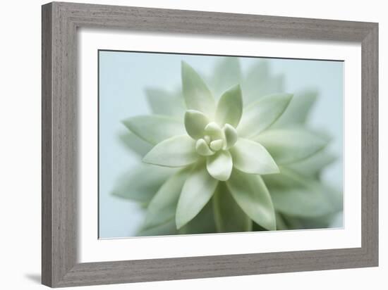 Soft Focus Succulent 2-Julie Greenwood-Framed Art Print