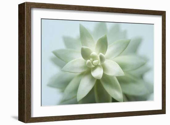 Soft Focus Succulent 2-Julie Greenwood-Framed Art Print