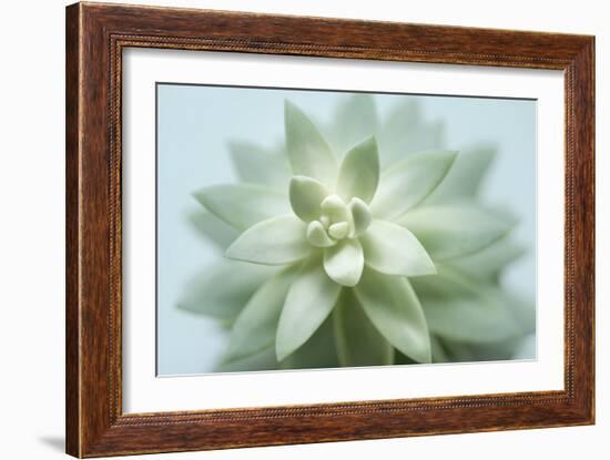 Soft Focus Succulent 2-Julie Greenwood-Framed Art Print