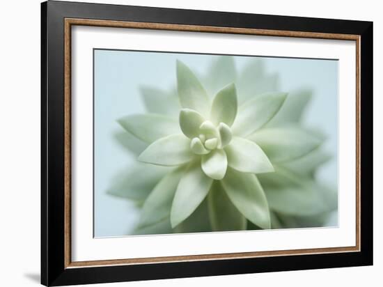 Soft Focus Succulent 2-Julie Greenwood-Framed Art Print