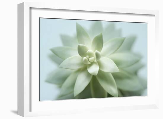 Soft Focus Succulent 2-Julie Greenwood-Framed Art Print