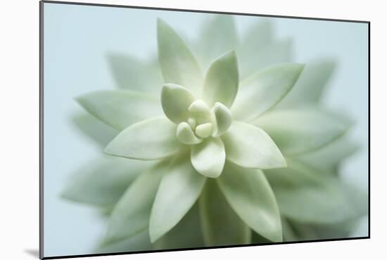 Soft Focus Succulent 2-Julie Greenwood-Mounted Art Print