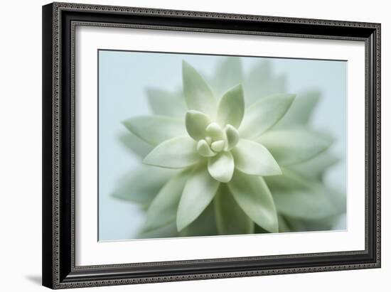 Soft Focus Succulent 2-Julie Greenwood-Framed Art Print