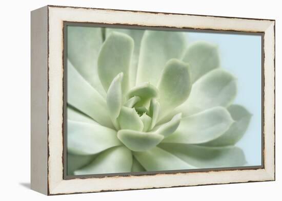 Soft Focus Succulent 3-Julie Greenwood-Framed Stretched Canvas