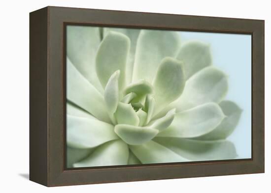 Soft Focus Succulent 3-Julie Greenwood-Framed Stretched Canvas