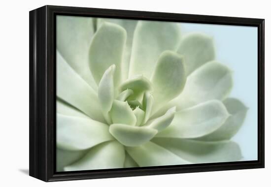 Soft Focus Succulent 3-Julie Greenwood-Framed Stretched Canvas