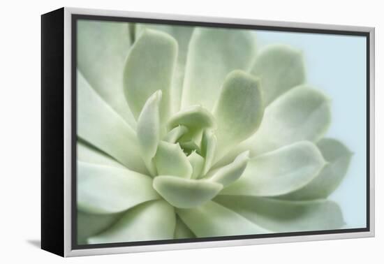 Soft Focus Succulent 3-Julie Greenwood-Framed Stretched Canvas