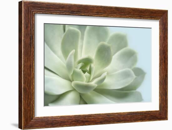 Soft Focus Succulent 3-Julie Greenwood-Framed Art Print