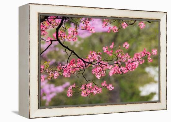 Soft focus view of pink flowering dogwood tree branch, Kentucky-Adam Jones-Framed Premier Image Canvas