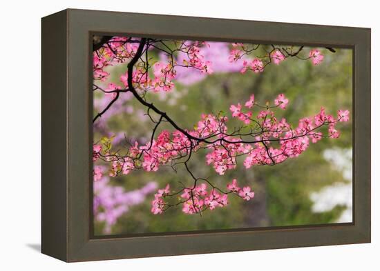 Soft focus view of pink flowering dogwood tree branch, Kentucky-Adam Jones-Framed Premier Image Canvas