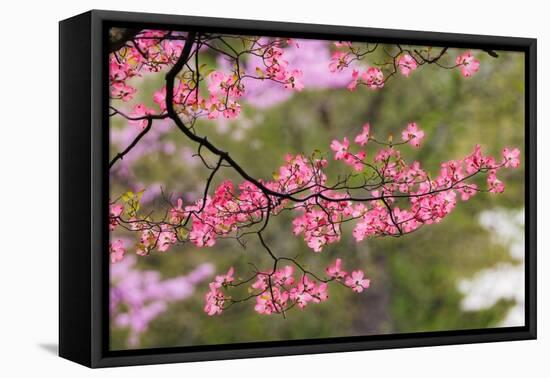 Soft focus view of pink flowering dogwood tree branch, Kentucky-Adam Jones-Framed Premier Image Canvas