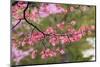 Soft focus view of pink flowering dogwood tree branch, Kentucky-Adam Jones-Mounted Photographic Print