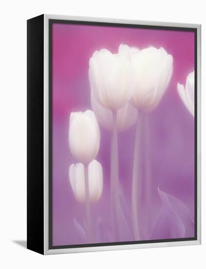 Soft Focus View of Tulips, Cincinatti, Ohio, USA-Adam Jones-Framed Premier Image Canvas