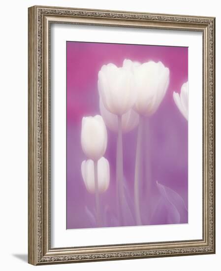 Soft Focus View of Tulips, Cincinatti, Ohio, USA-Adam Jones-Framed Photographic Print