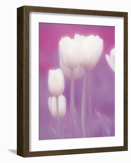 Soft Focus View of Tulips, Cincinatti, Ohio, USA-Adam Jones-Framed Photographic Print