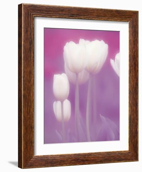 Soft Focus View of Tulips, Cincinatti, Ohio, USA-Adam Jones-Framed Photographic Print