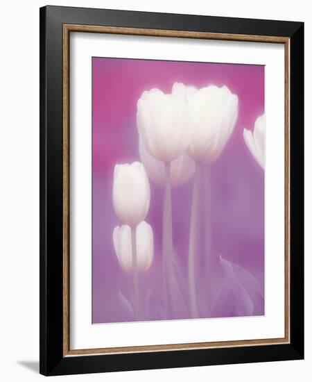 Soft Focus View of Tulips, Cincinatti, Ohio, USA-Adam Jones-Framed Photographic Print